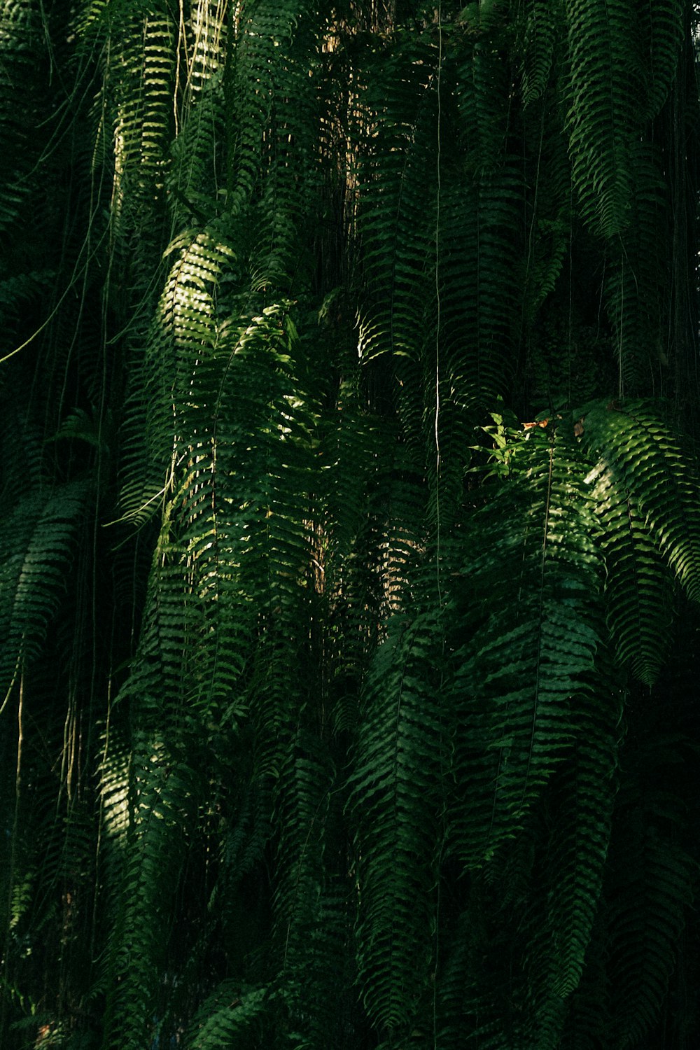 Um grande grupo de plantas verdes em uma floresta