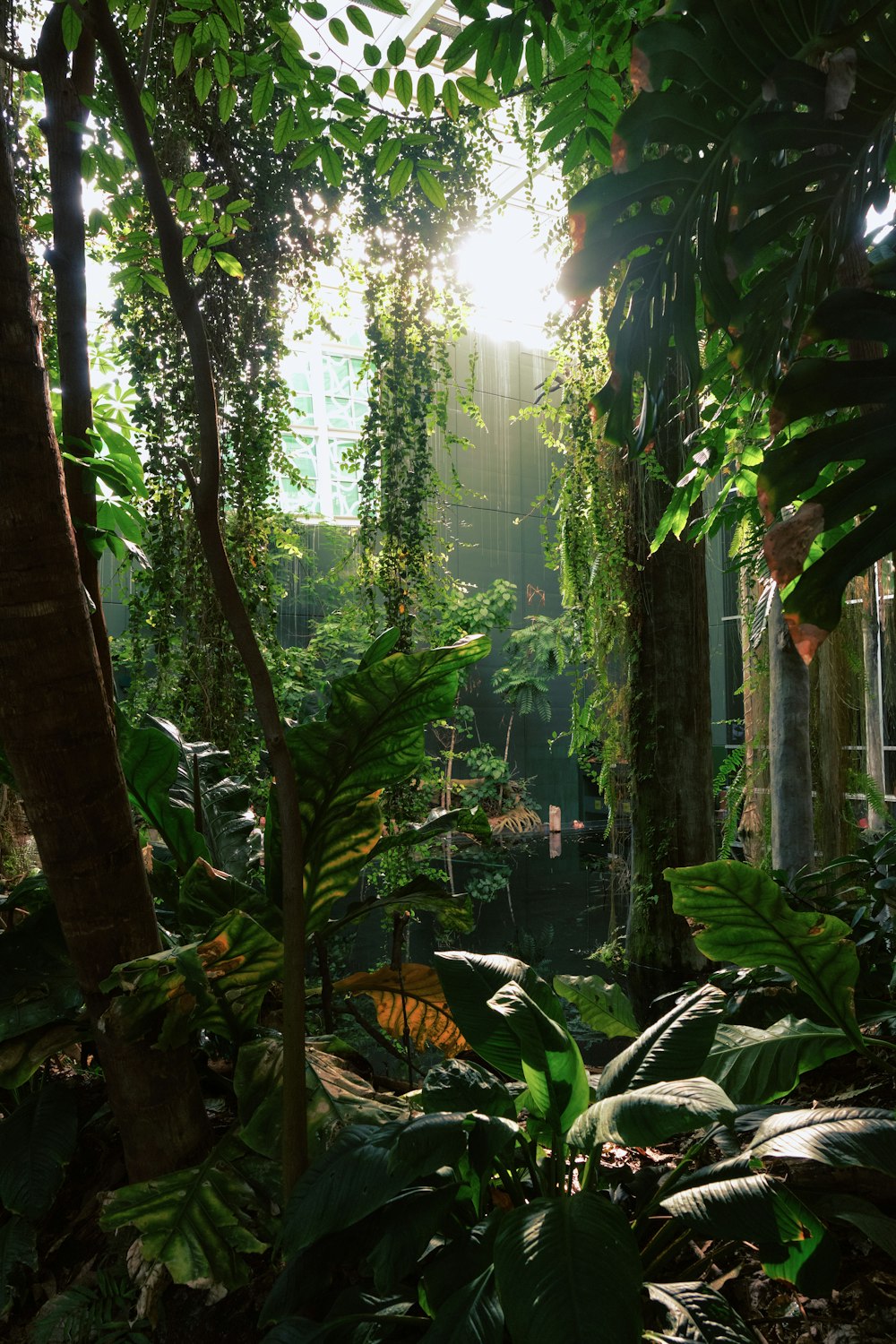 El sol brilla a través de los árboles en la selva