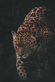 A leopard with distinctive dark rosettes on its coat is captured in an intense and focused pose, moving stealthily through a dimly lit environment. The animal's eyes are sharp and alert, contributing to the overall sense of vigilance.