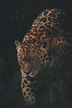 A leopard with distinctive dark rosettes on its coat is captured in an intense and focused pose, moving stealthily through a dimly lit environment. The animal's eyes are sharp and alert, contributing to the overall sense of vigilance.