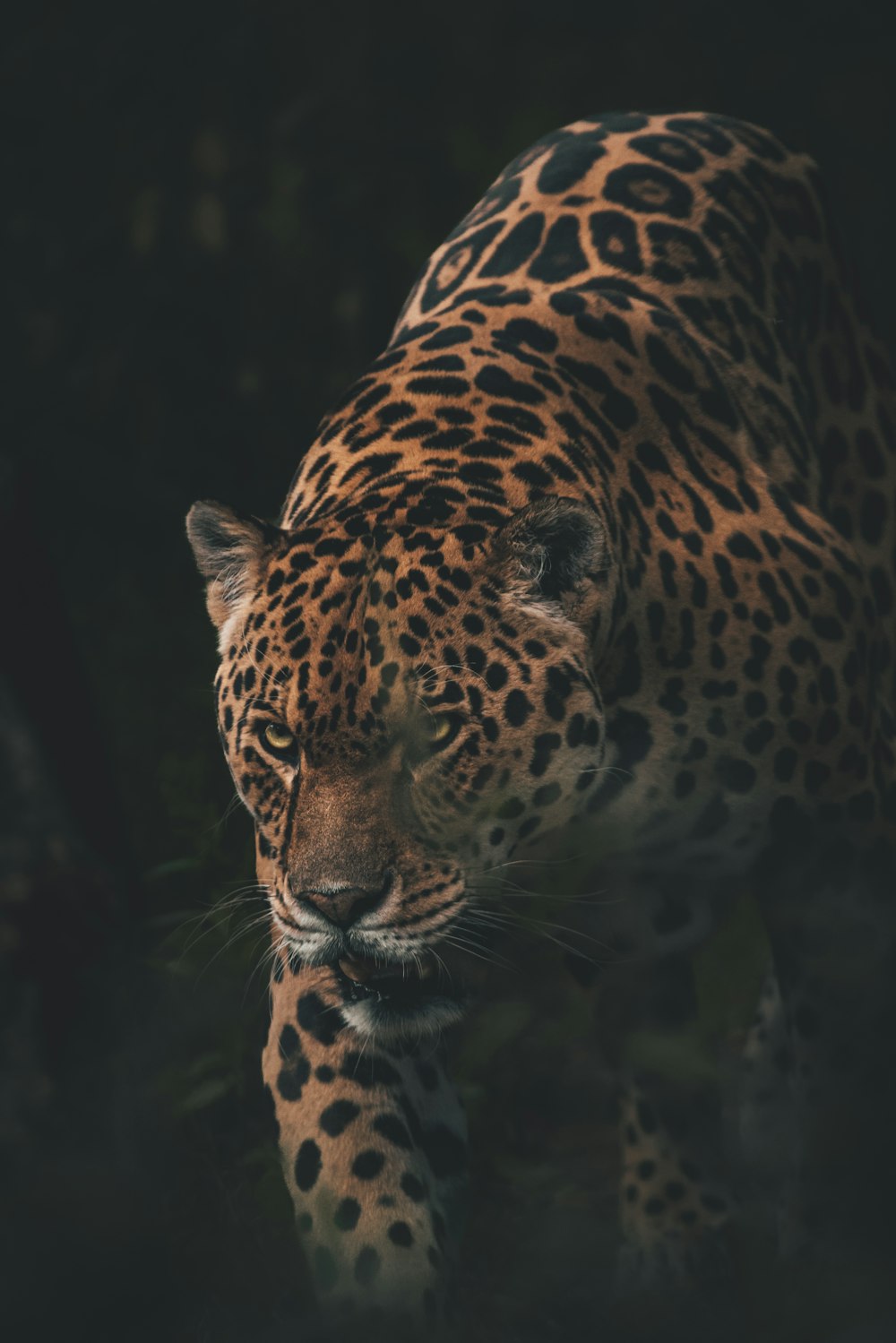 a close up of a leopard on a dark background