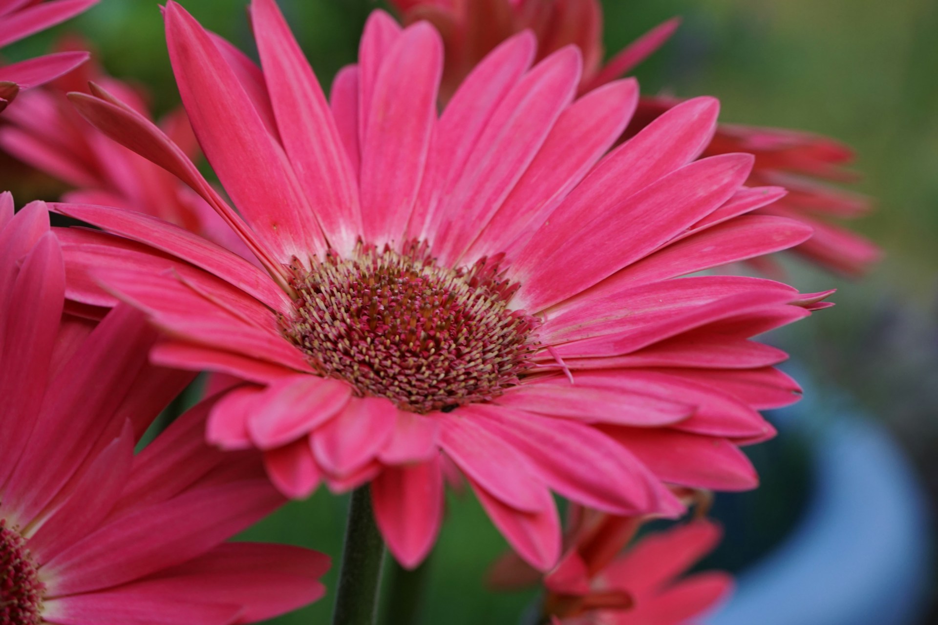 a close up of pink flowers in a blue vase