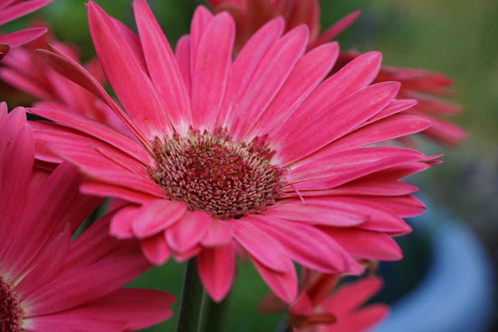 a close up of pink flowers in a blue vase