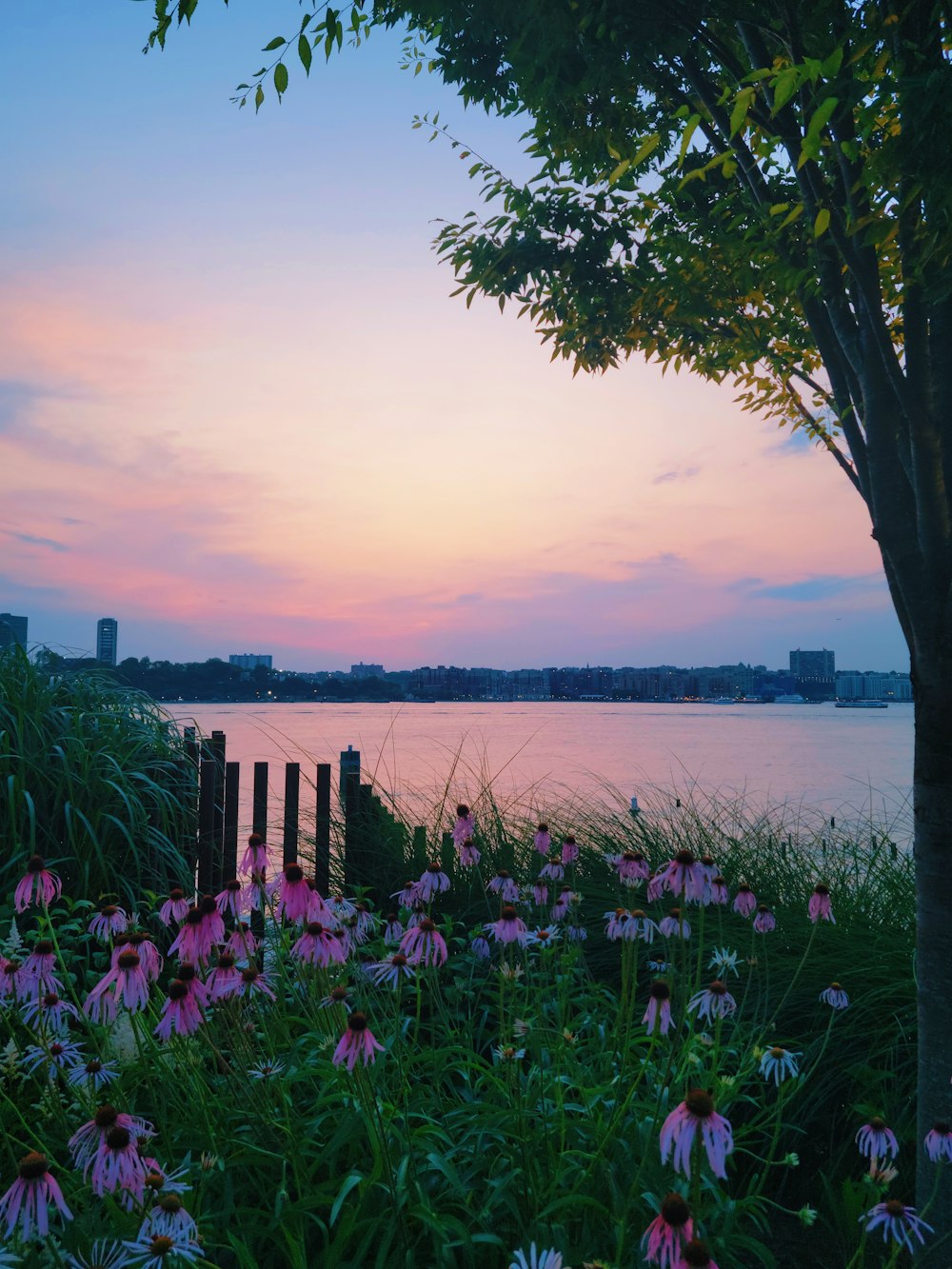 a field of flowers next to a body of water