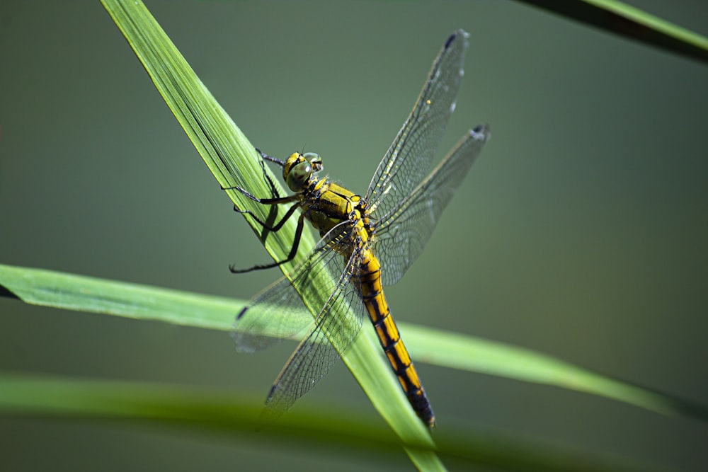 a yellow and black dragonfly resting on a blade of grass