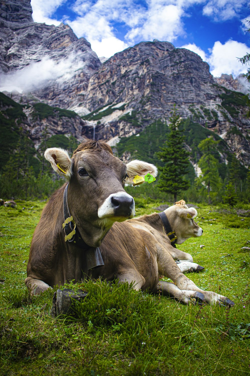 a brown cow laying on top of a lush green field