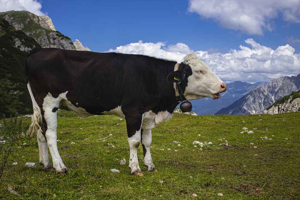 a black and white cow standing on top of a grass covered field