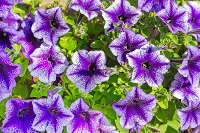 a bunch of purple flowers that are blooming
