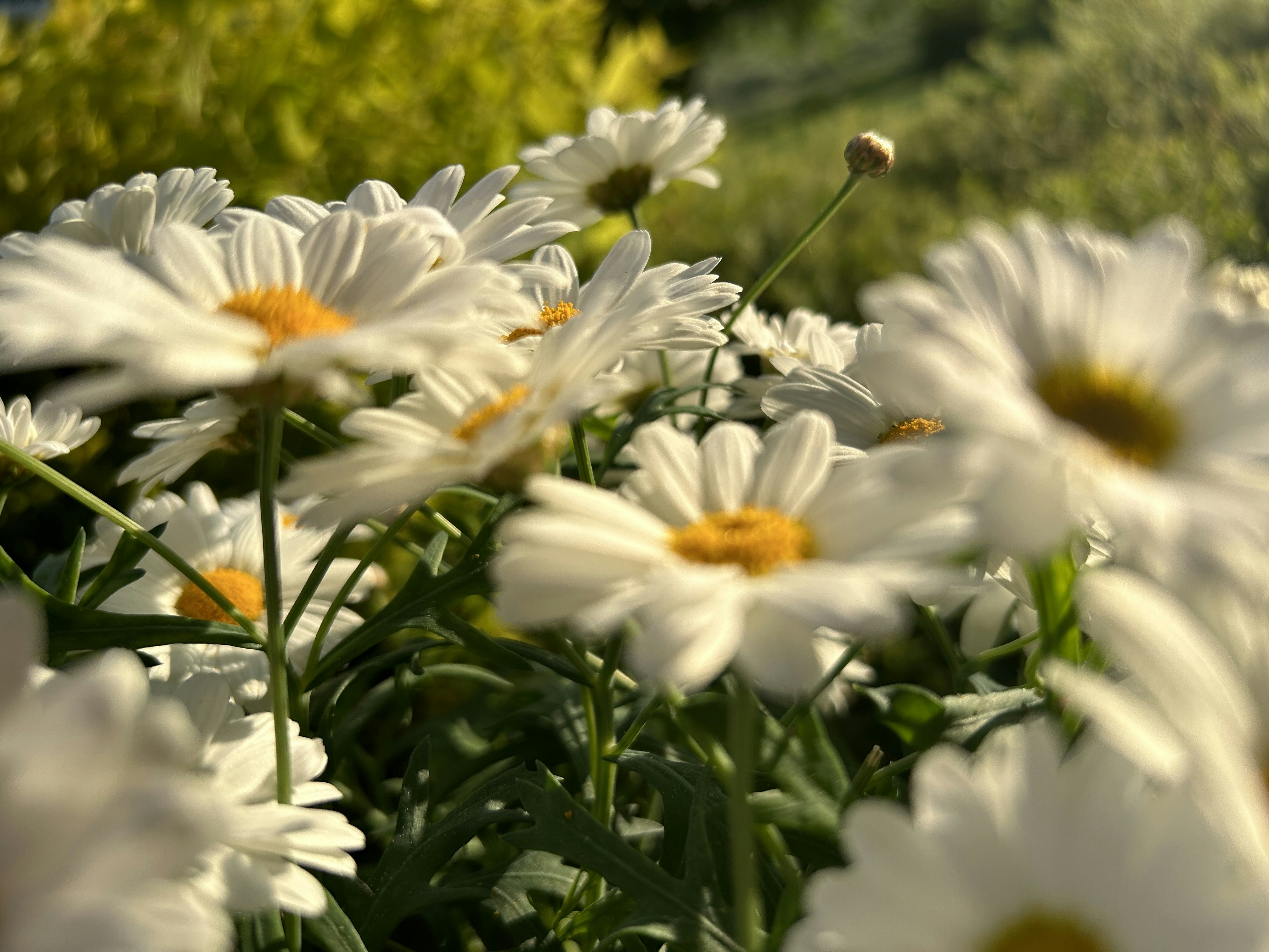 A bunch of white daisies in a field photo Free Daisy Image on Unsplash