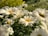 Close-up of delicate daisies in soft pastel colors under gentle sunlight.