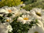 Close-up of delicate daisies in soft pastel colors under gentle sunlight.