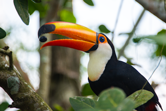 a colorful toucan sitting on a tree branch