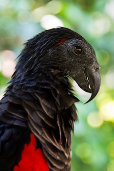 A close-up of a bird with striking black plumage and vivid red patches. The bird has a sharp, curved beak and a textured, feathered appearance. The background contains soft, blurred greenery with circular bokeh effects.