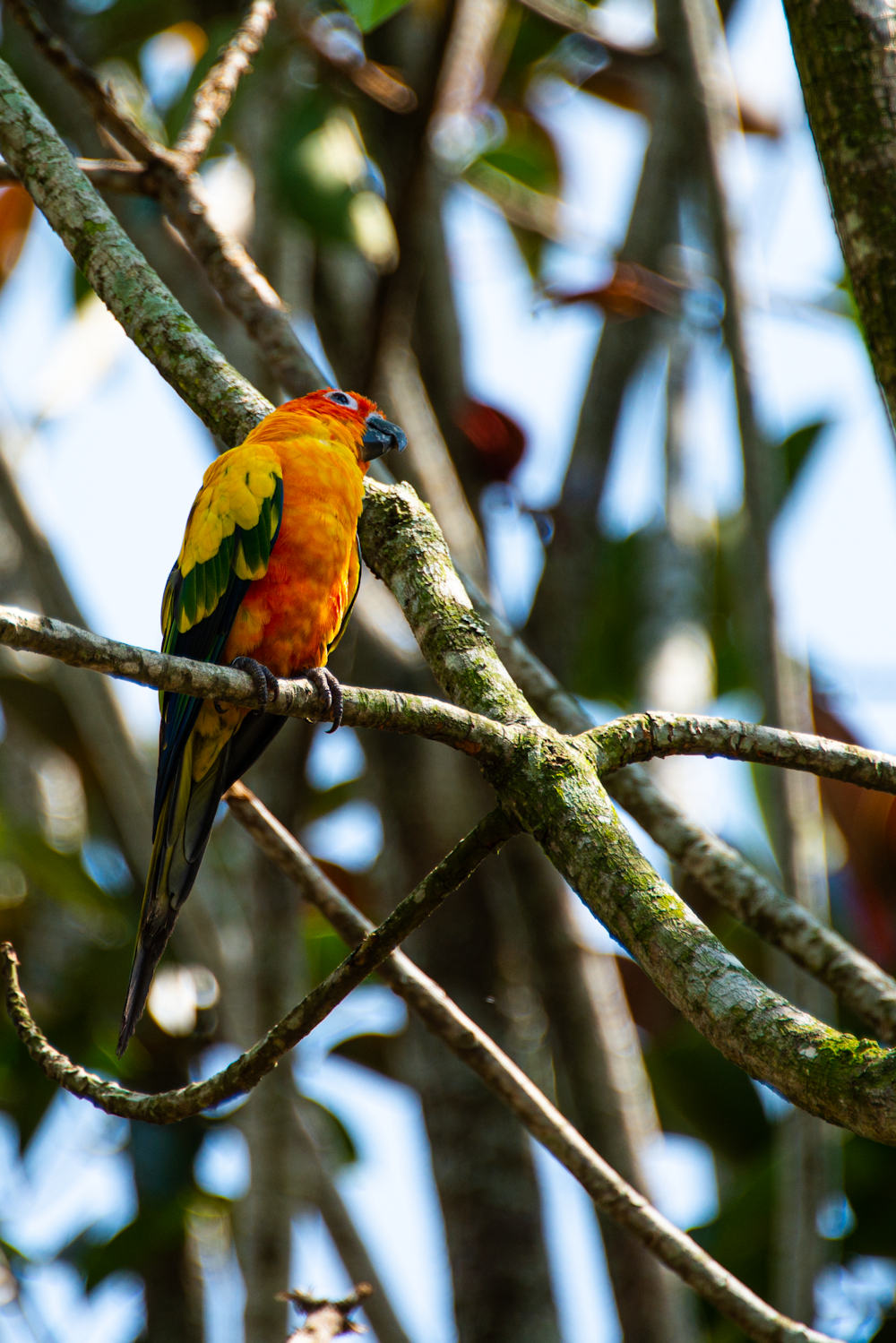 a colorful bird perched on a tree branch