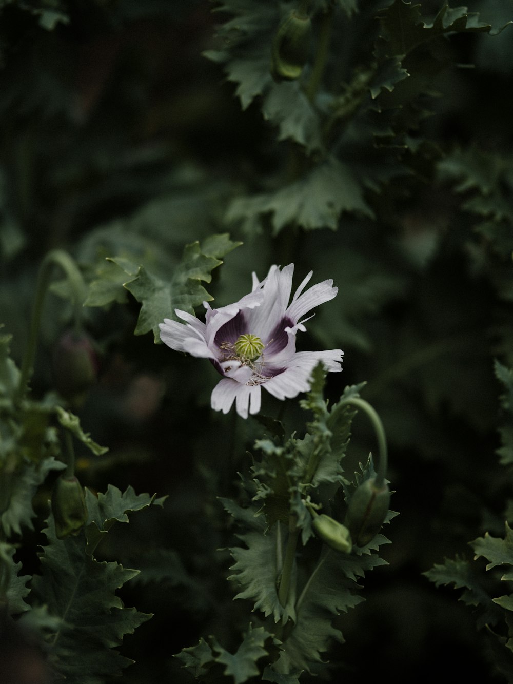 a white and purple flower surrounded by green leaves