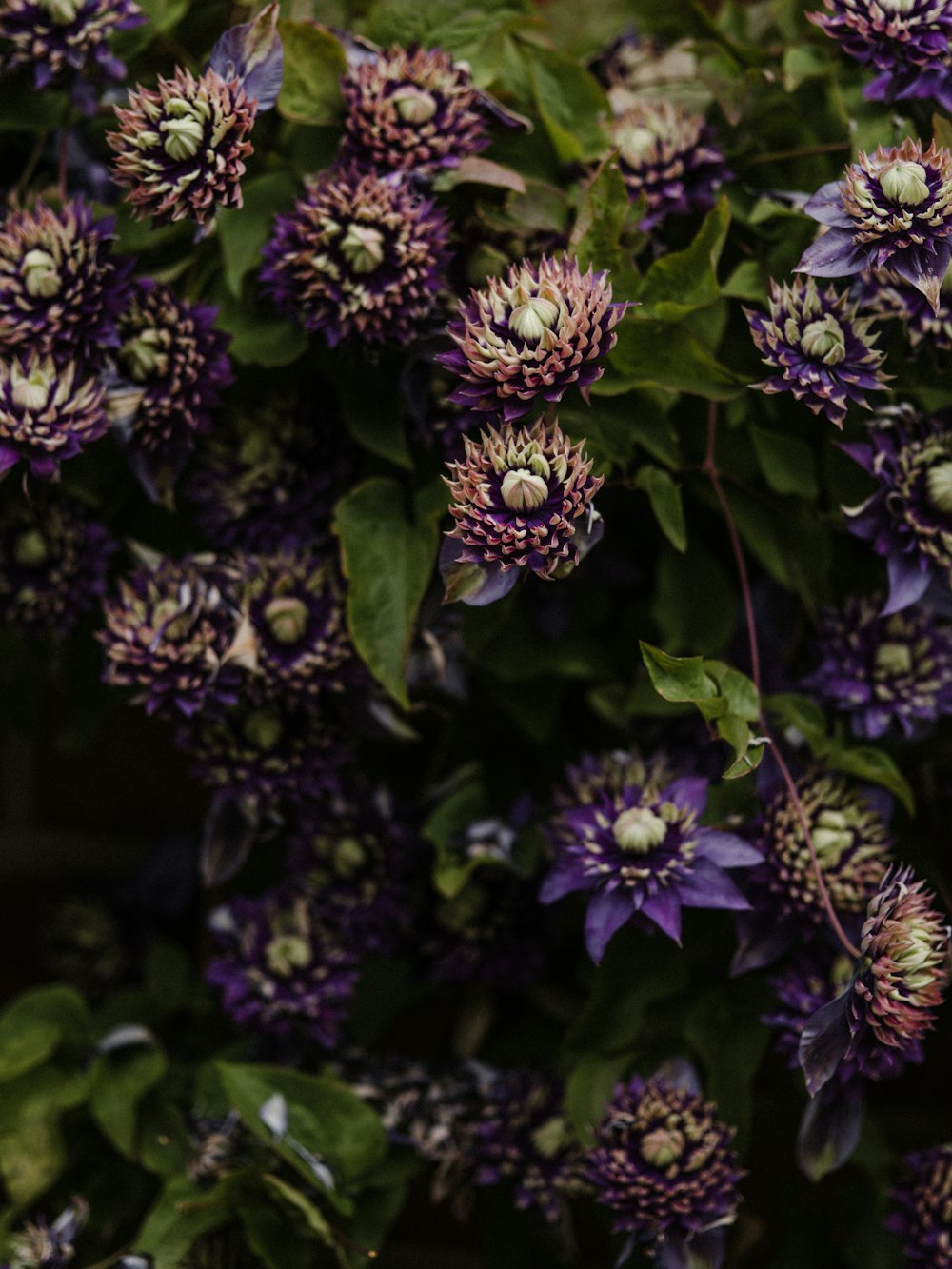 a bunch of purple flowers with green leaves