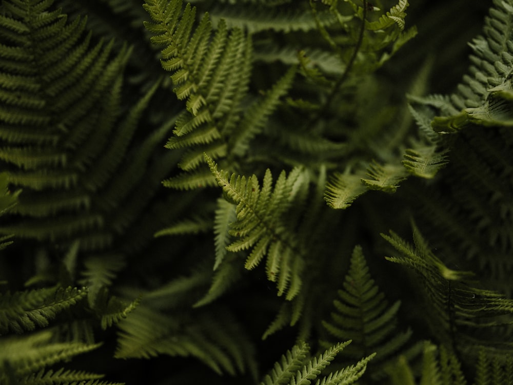 a close up of a green plant with lots of leaves