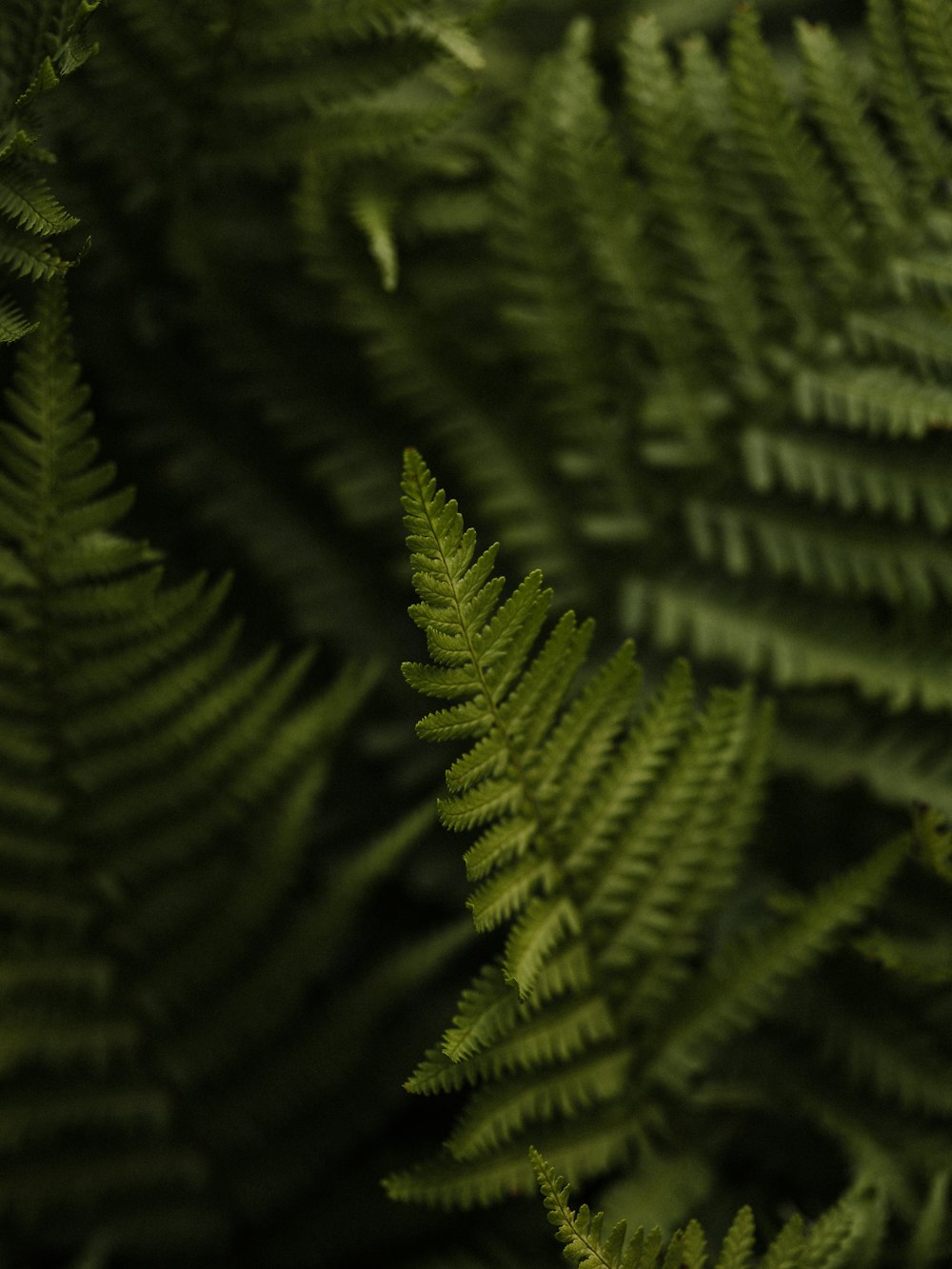 a close up of a green plant with lots of leaves