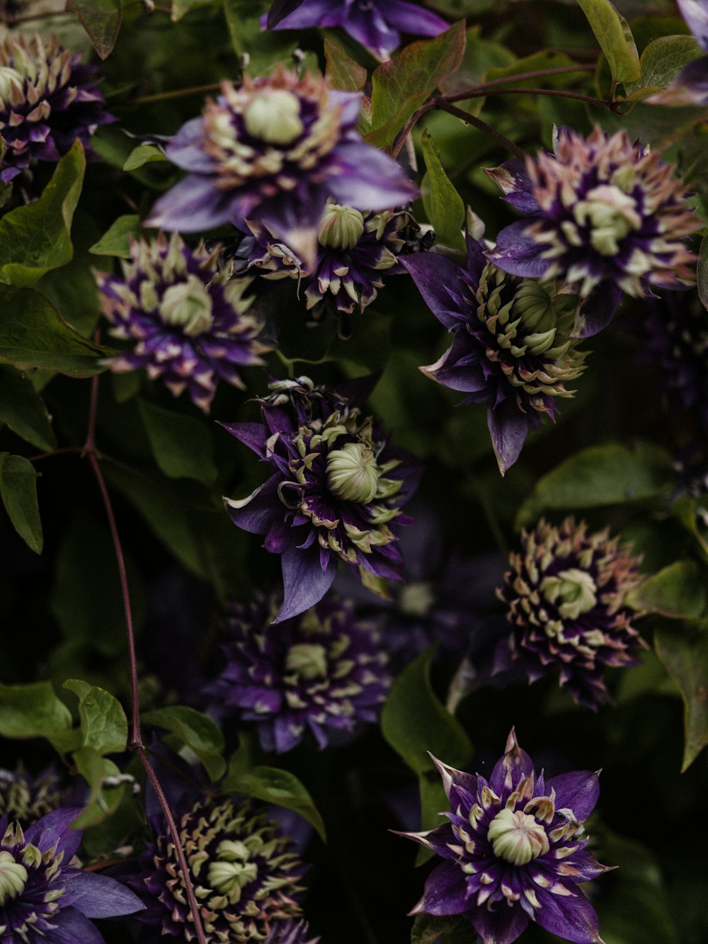 a bunch of purple flowers with green leaves