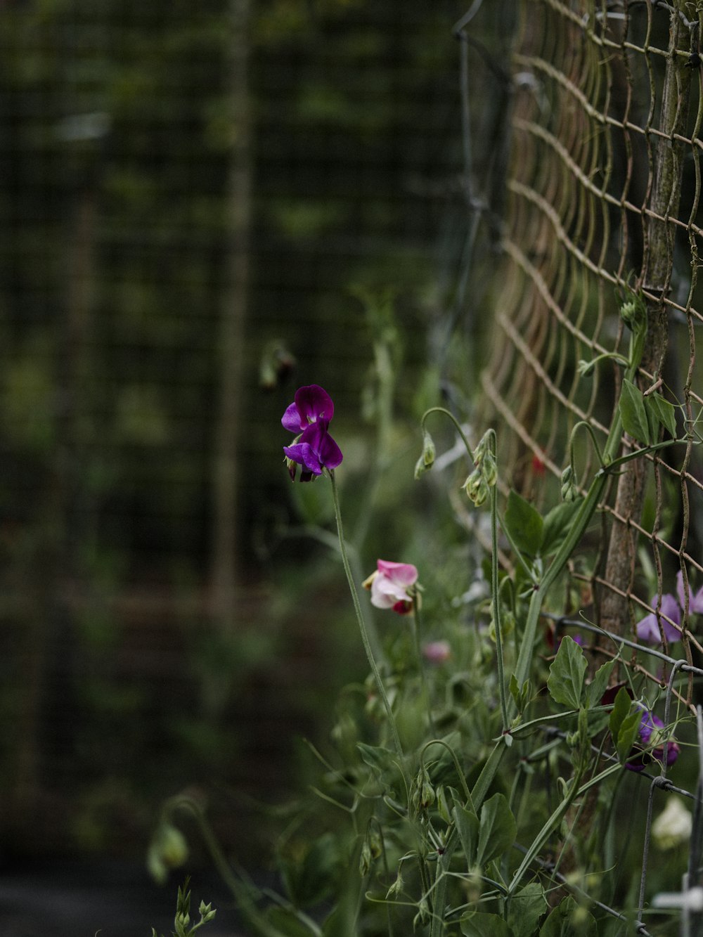 a purple flower is growing next to a fence