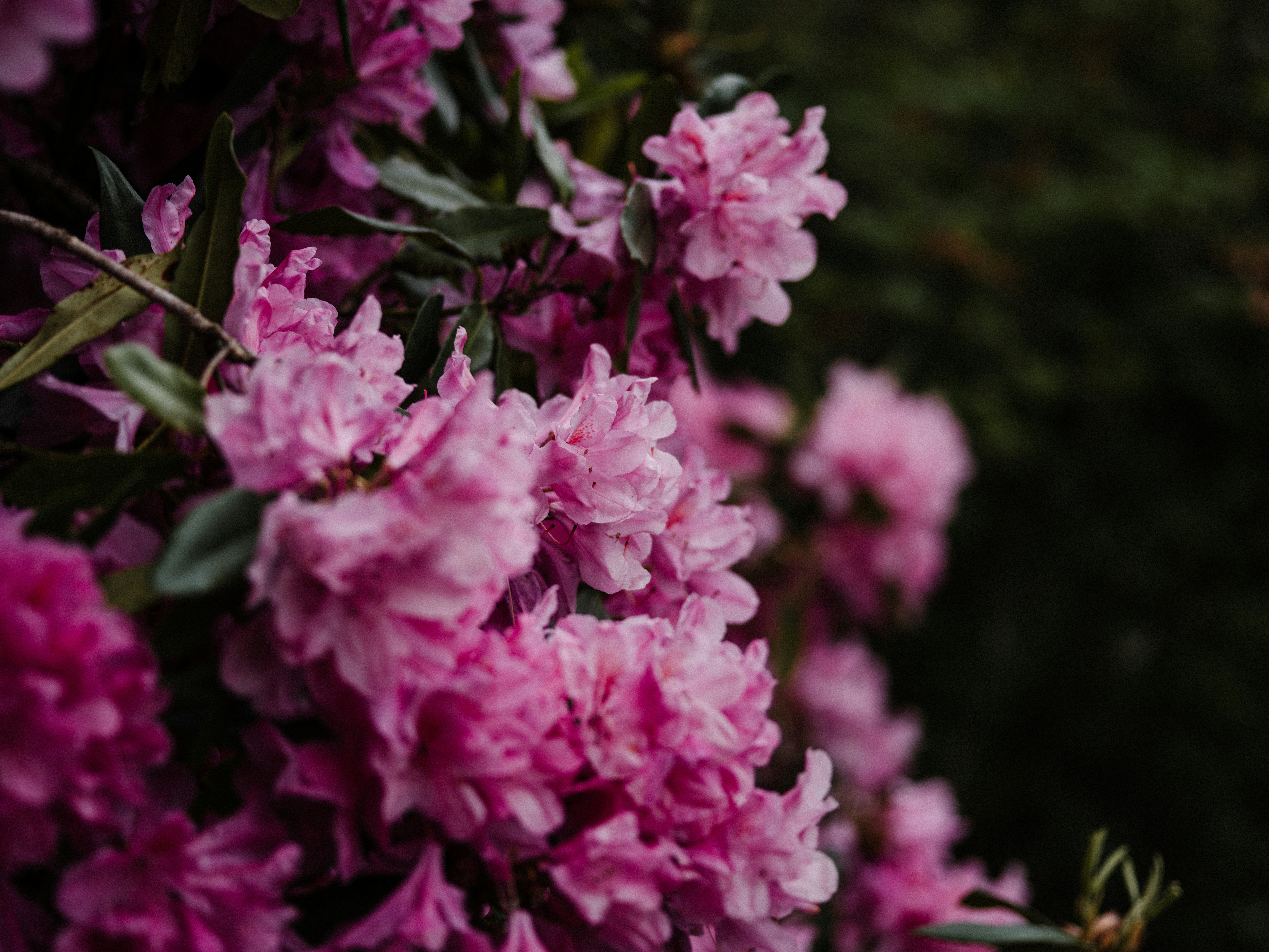 Photo by anniespratt