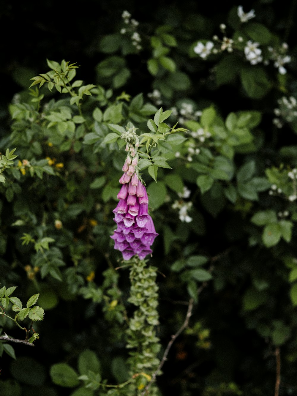 a purple flower with green leaves in the background