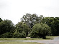 A serene landscape with a piggy bank in the foreground.