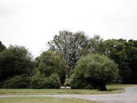 A serene countryside scene featuring lush green shrubs and trees. Two pigs are visible near the bottom of the image, walking along a grassy area. The sky is overcast, contributing to the tranquil atmosphere.