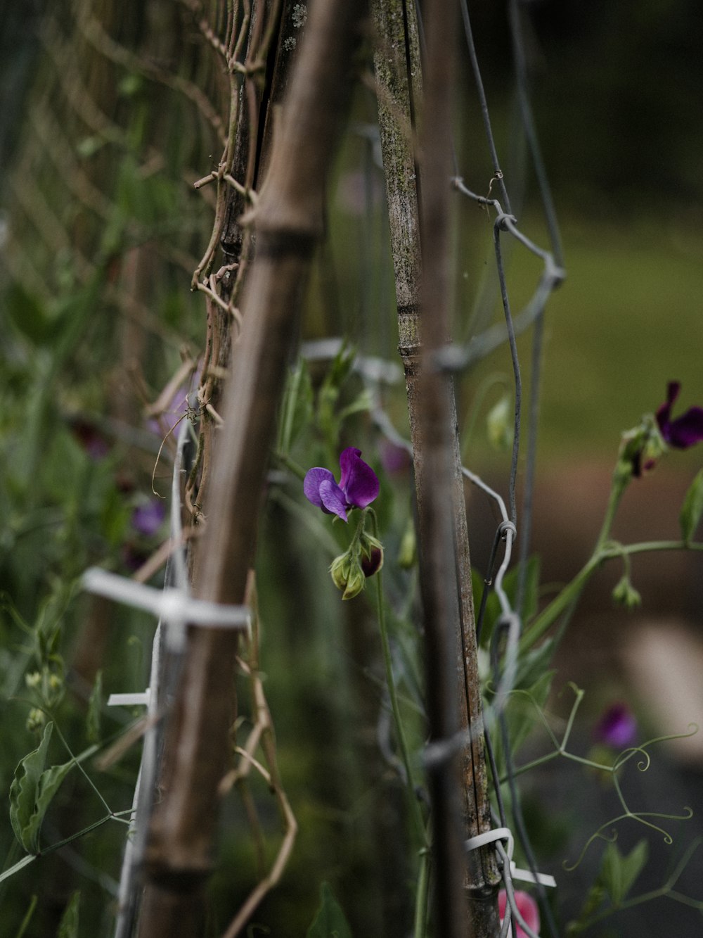 purple flowers growing in a garden behind a fence