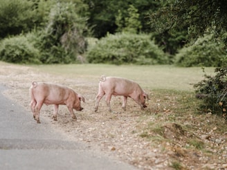 A row of pigs walking calmly along a shaded pathway on the farm.