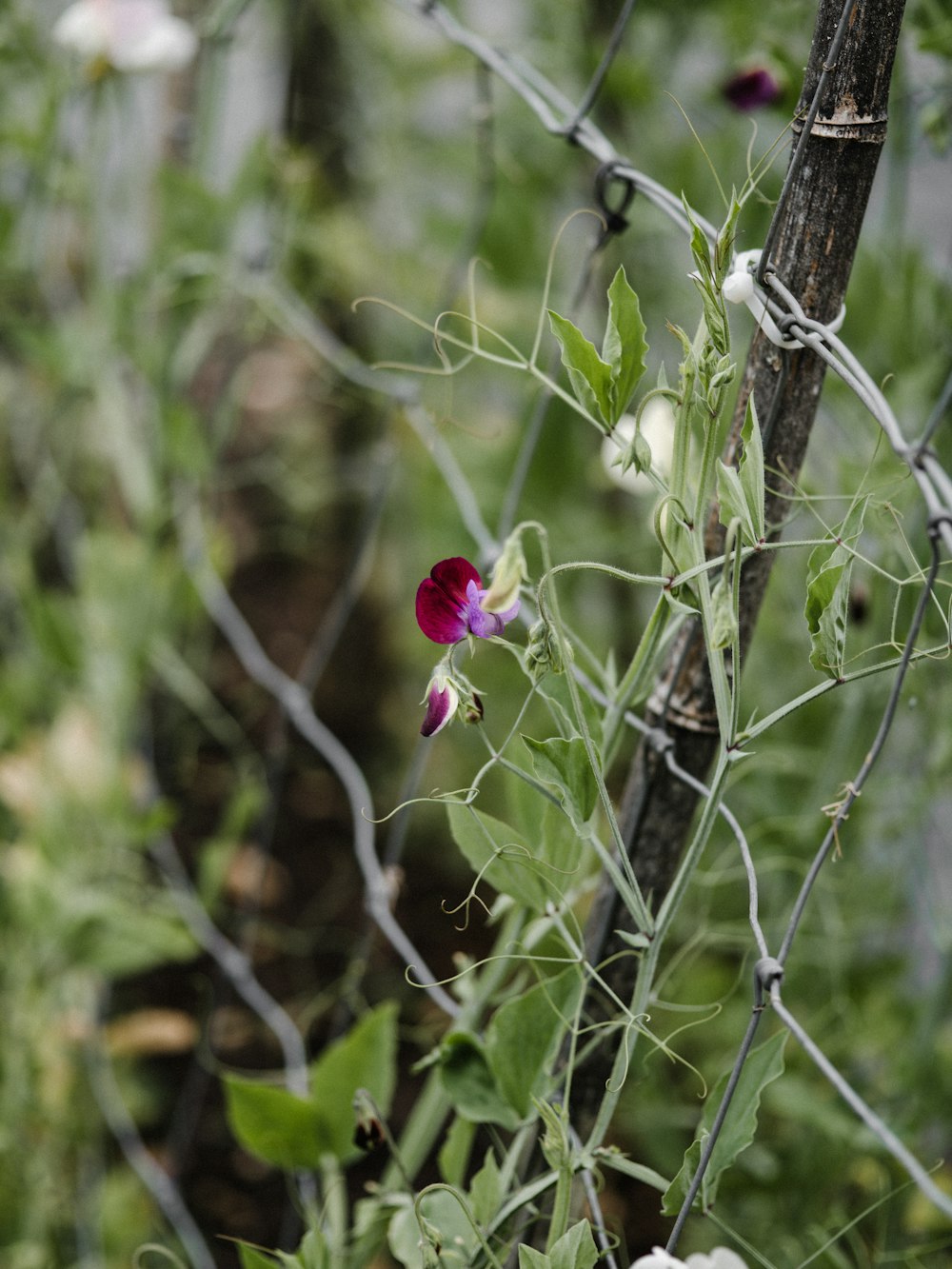 a purple flower growing through a wire fence