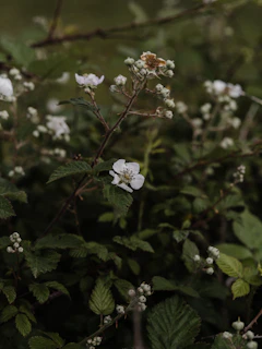 Delicate white tea buds arranged on a bamboo tray with soft natural light