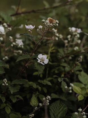 Delicate white flowers and buds grow amidst lush green foliage, creating a tranquil and natural scene. The soft lighting enhances the gentle and serene atmosphere of the greenery.