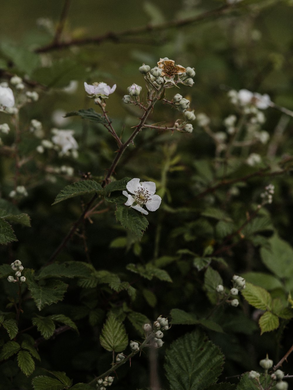 Small White Flowers Growing In Forest. Wildflowers In Summer. Stock Photo,  Picture and Royalty Free Image. Image 60230537.