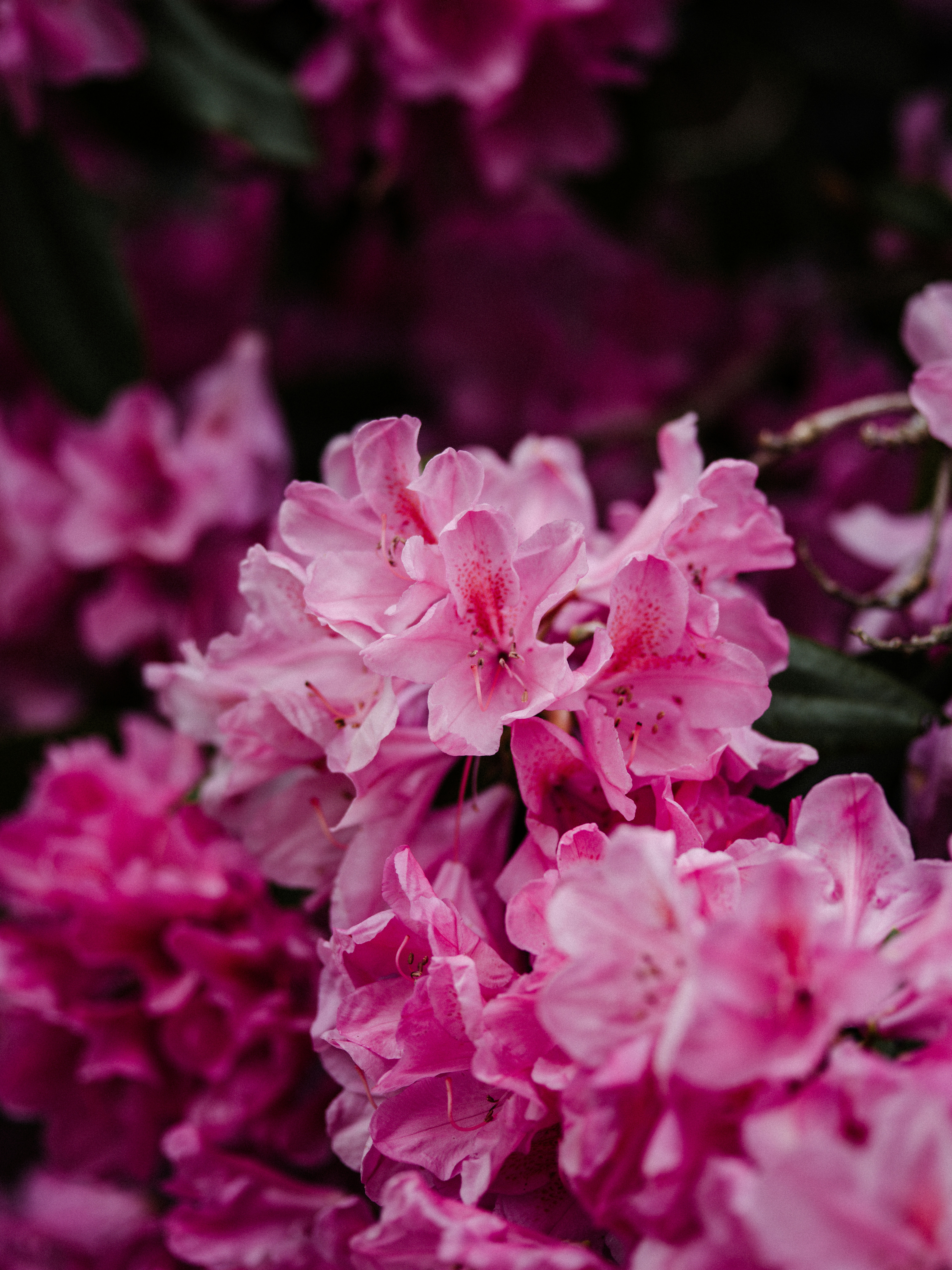 Photo by anniespratt