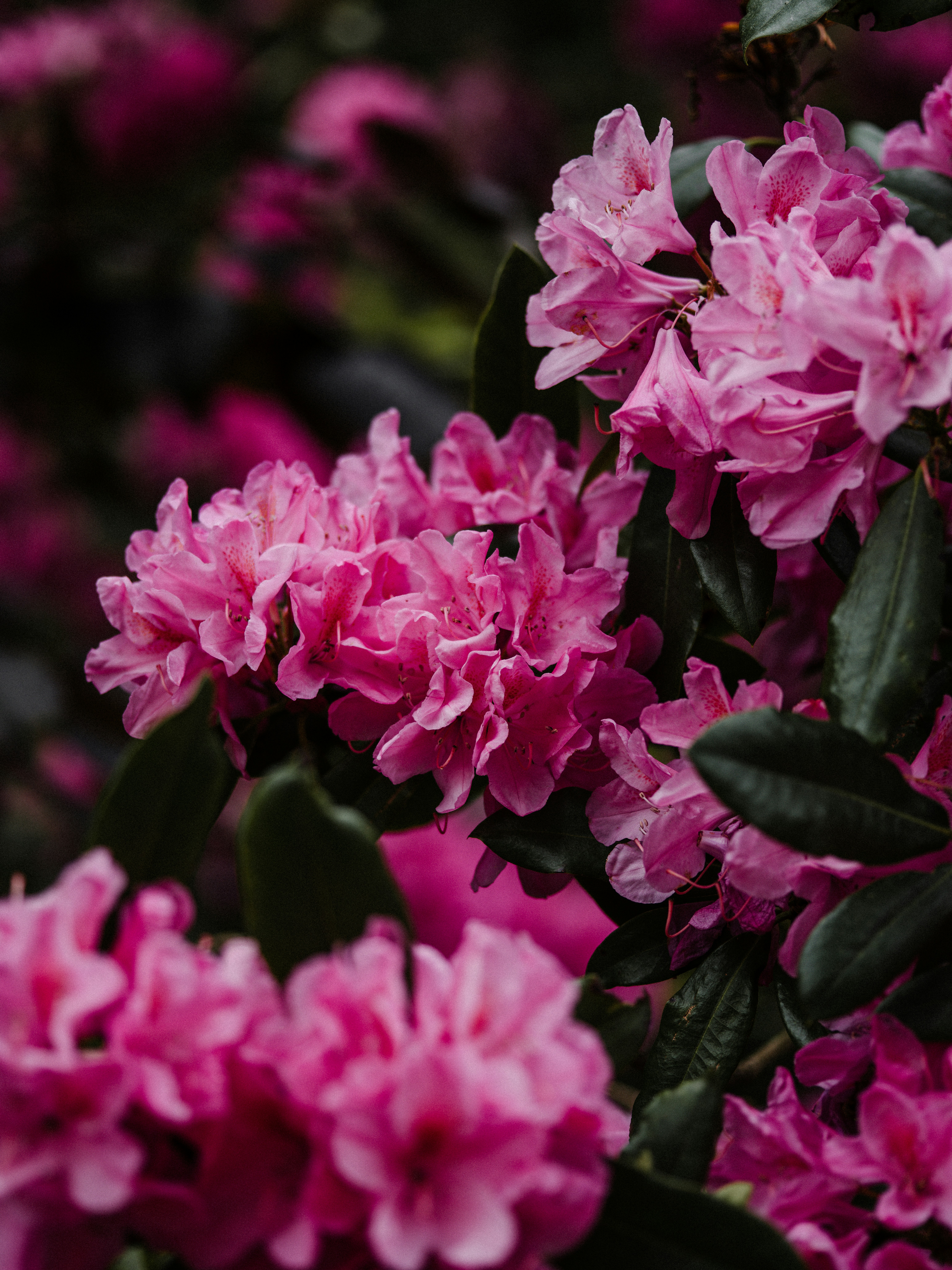 Photo by anniespratt