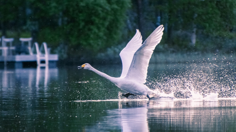 Un grand oiseau blanc survolant un plan d’eau