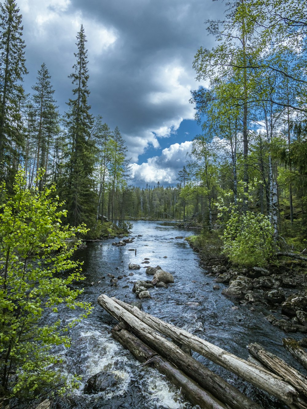 a river running through a lush green forest