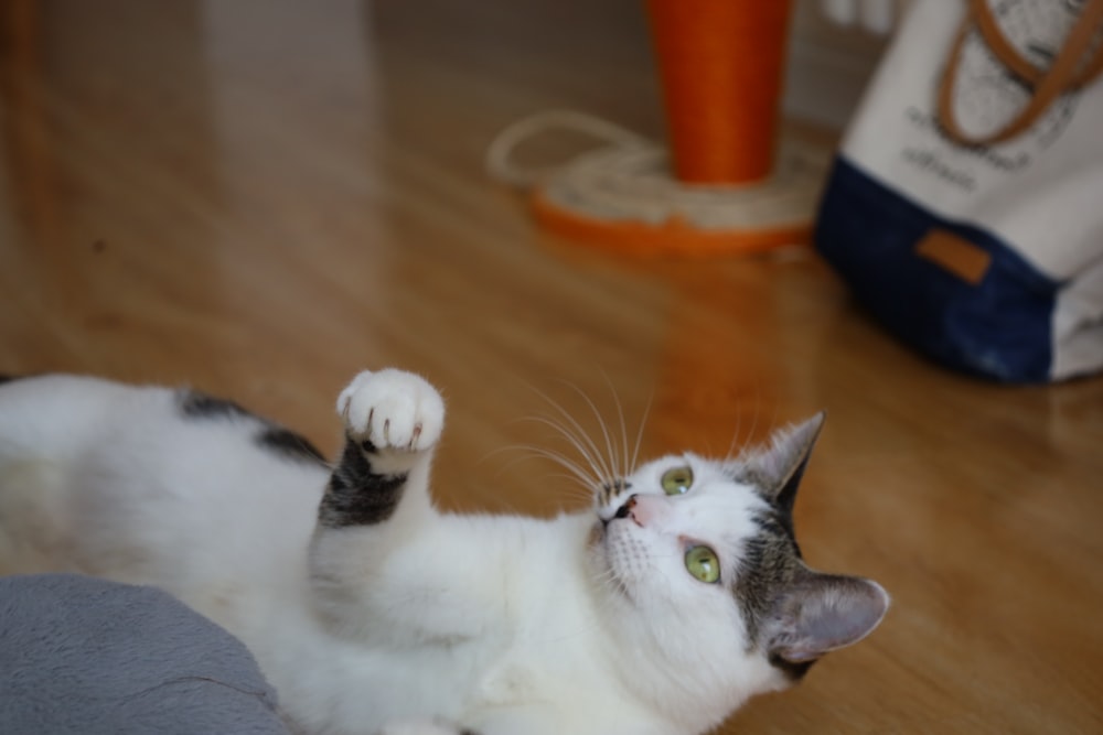 a white and black cat laying on a wooden floor