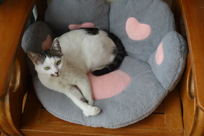 A stylish cat in a cozy, custom-fitted dress sitting comfortably on a soft cushion.