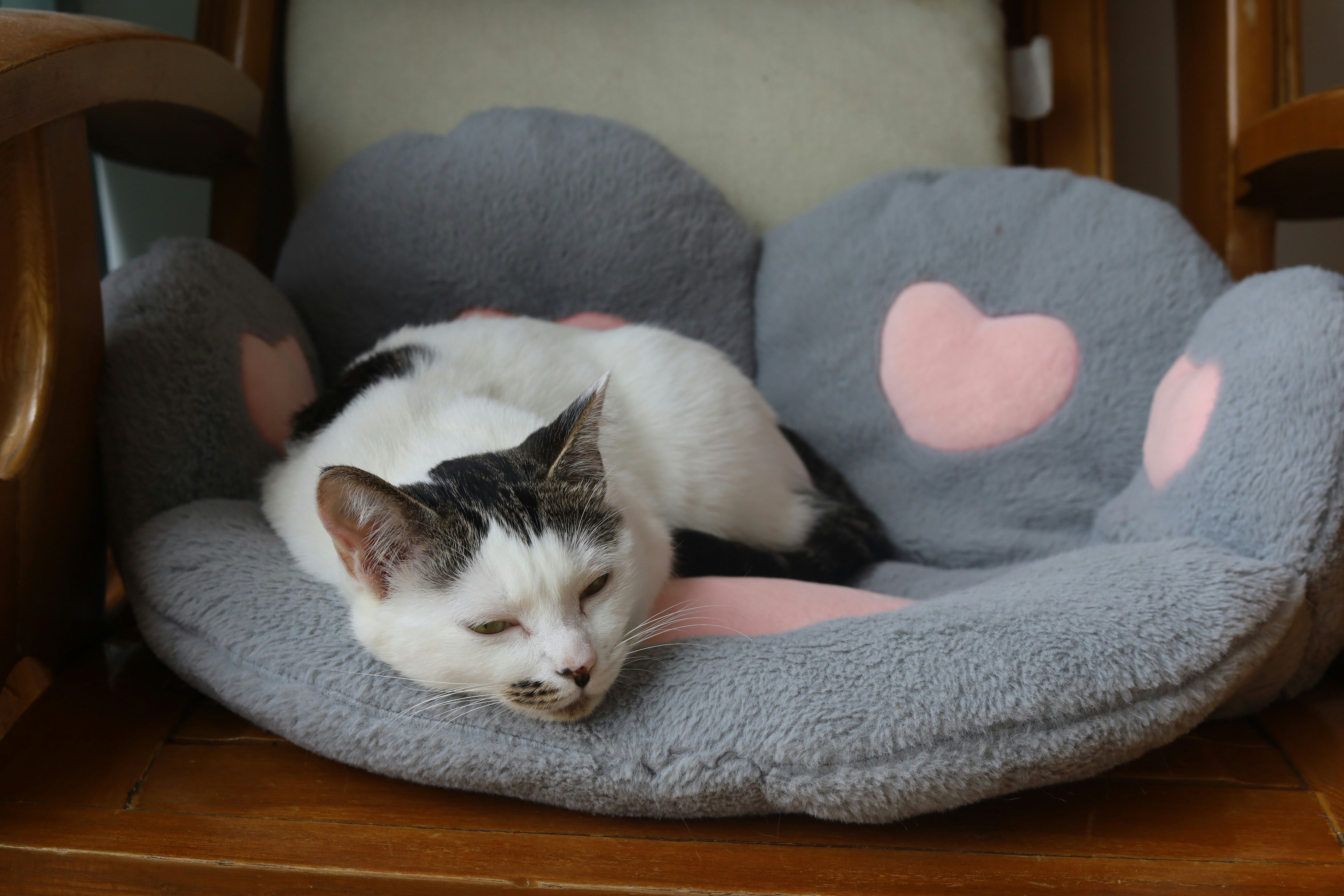 Paw Shaped Bed