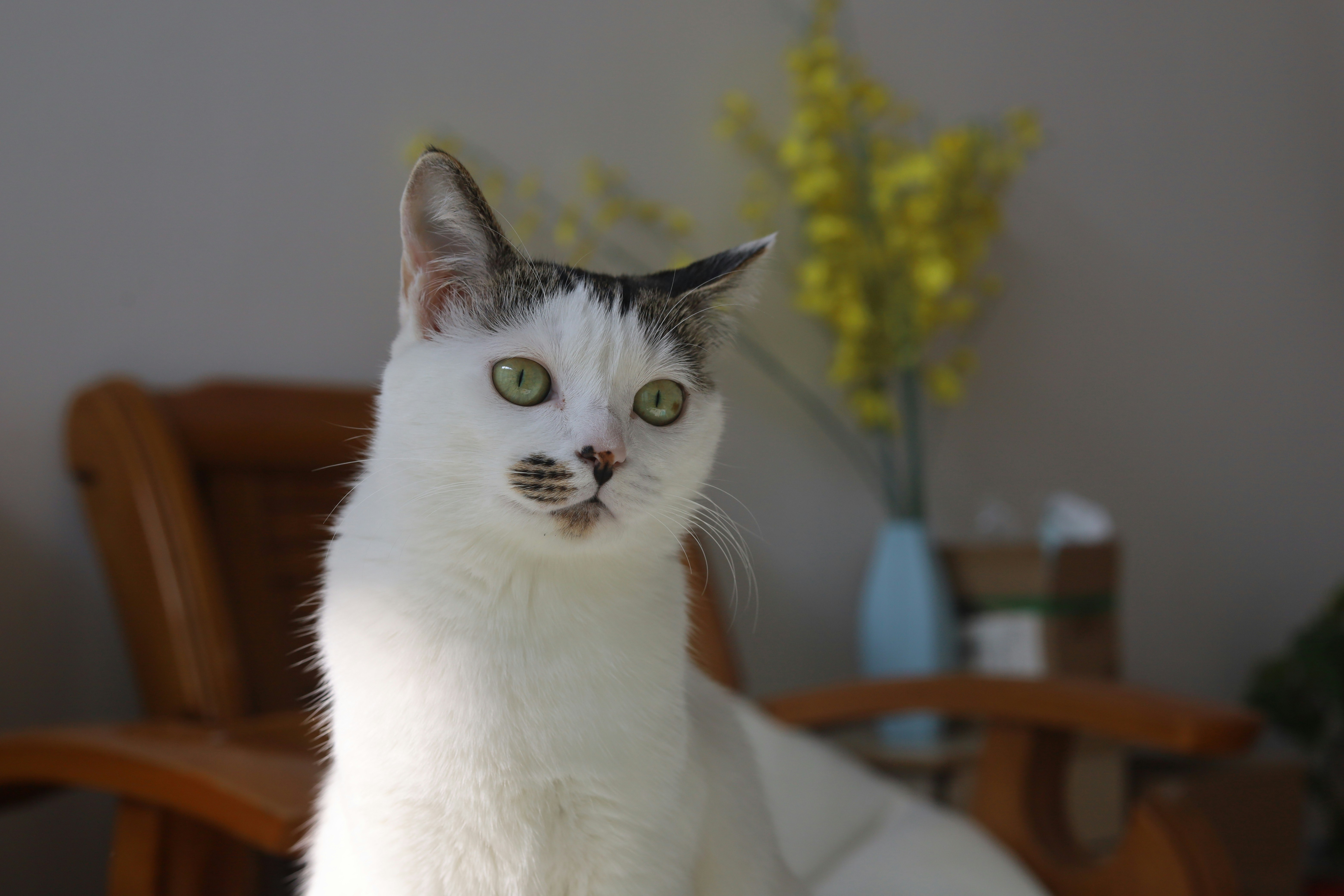 a white cat with green eyes sitting on a chair