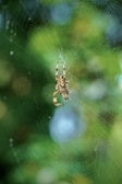 a close up of a spider on a web