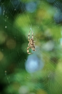 a close up of a spider on a web