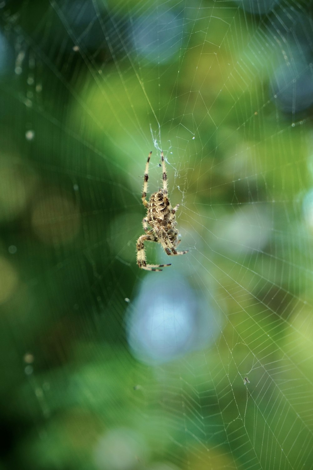 a close up of a spider on a web