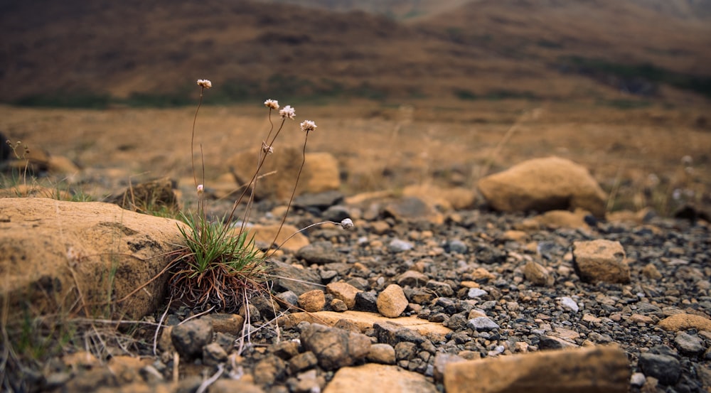 a small plant growing out of a pile of rocks
