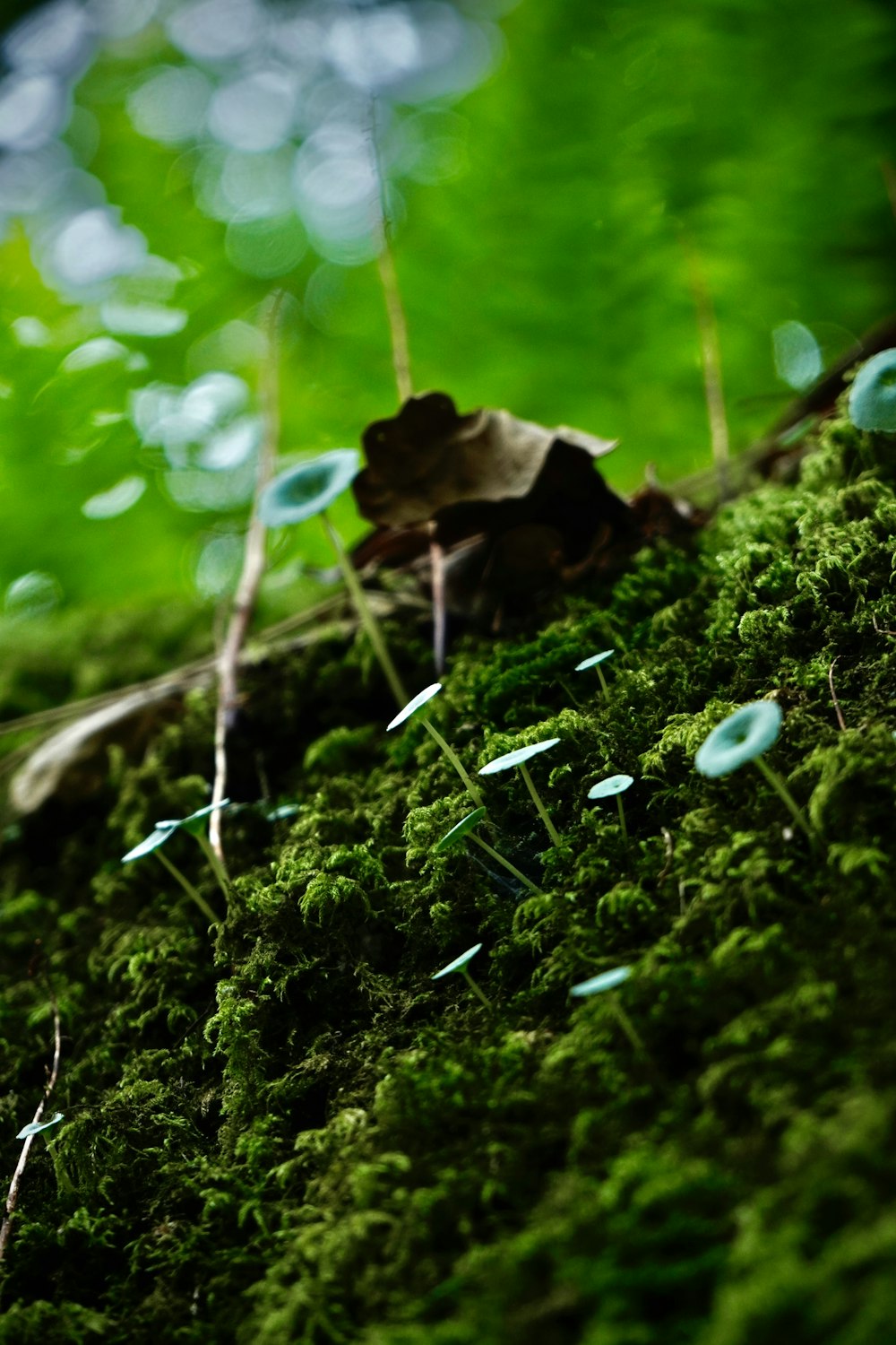 a close up of moss growing on a tree