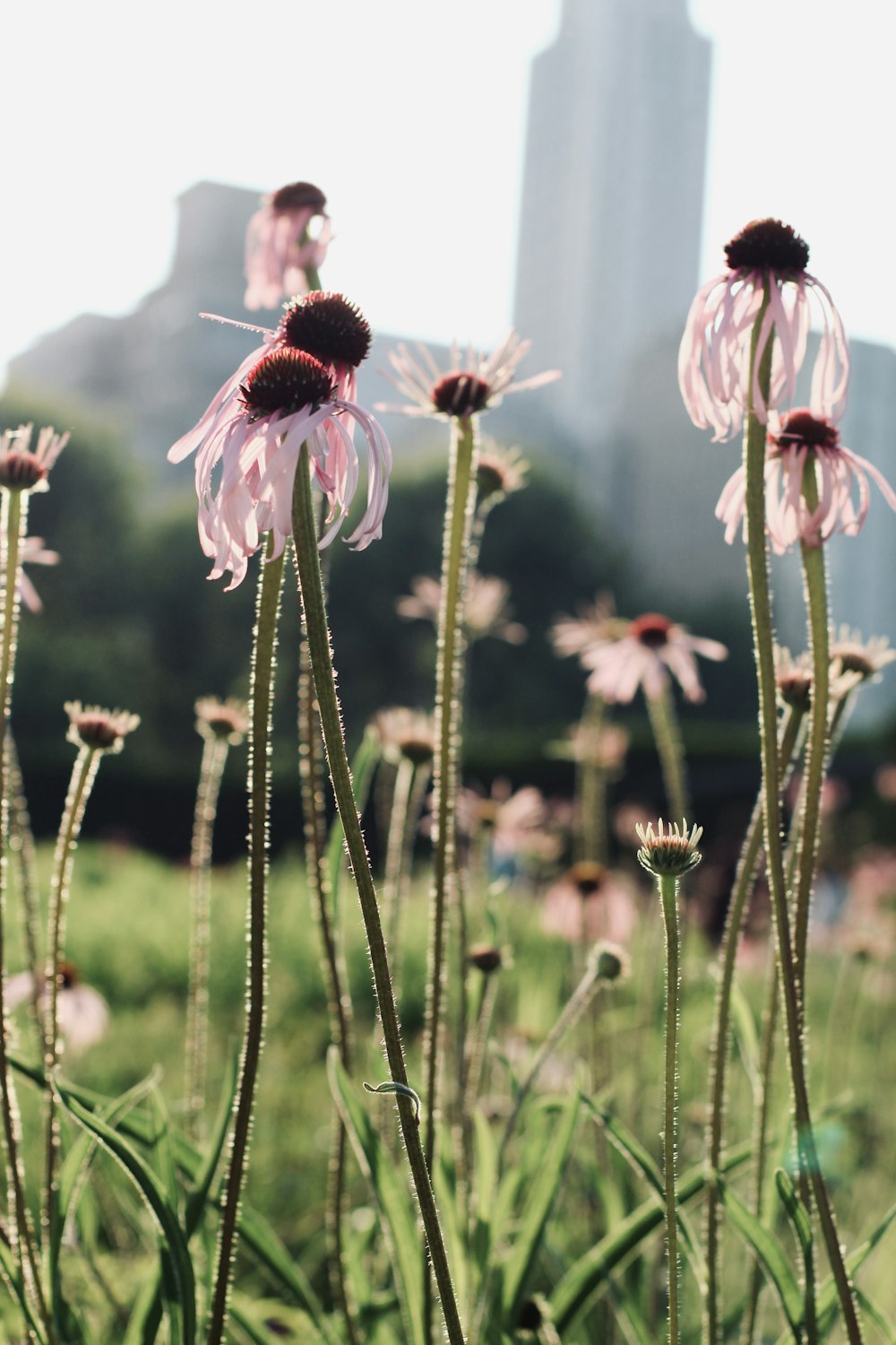 a field of flowers with a city in the background