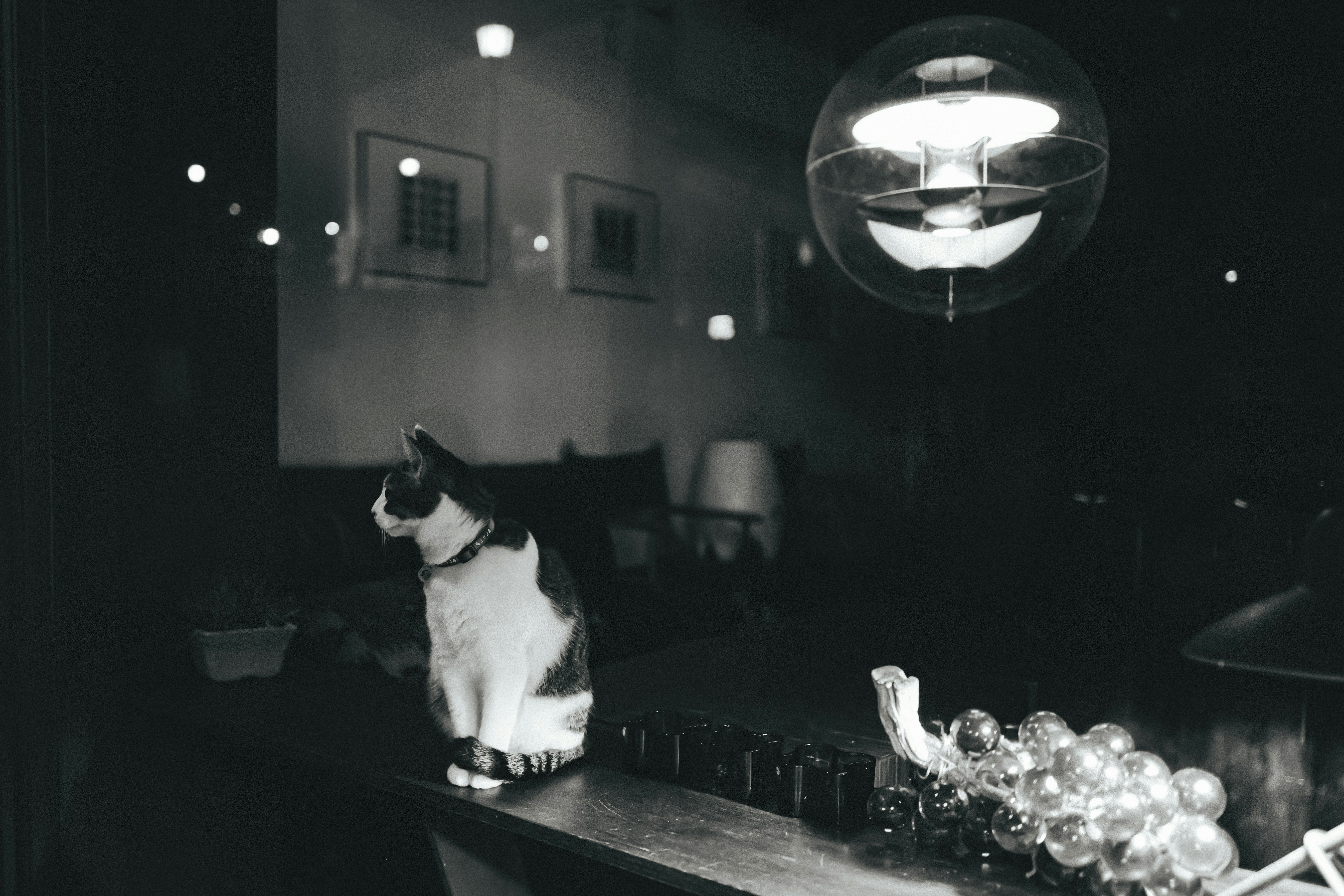 Veteriner kontrolünde kedi