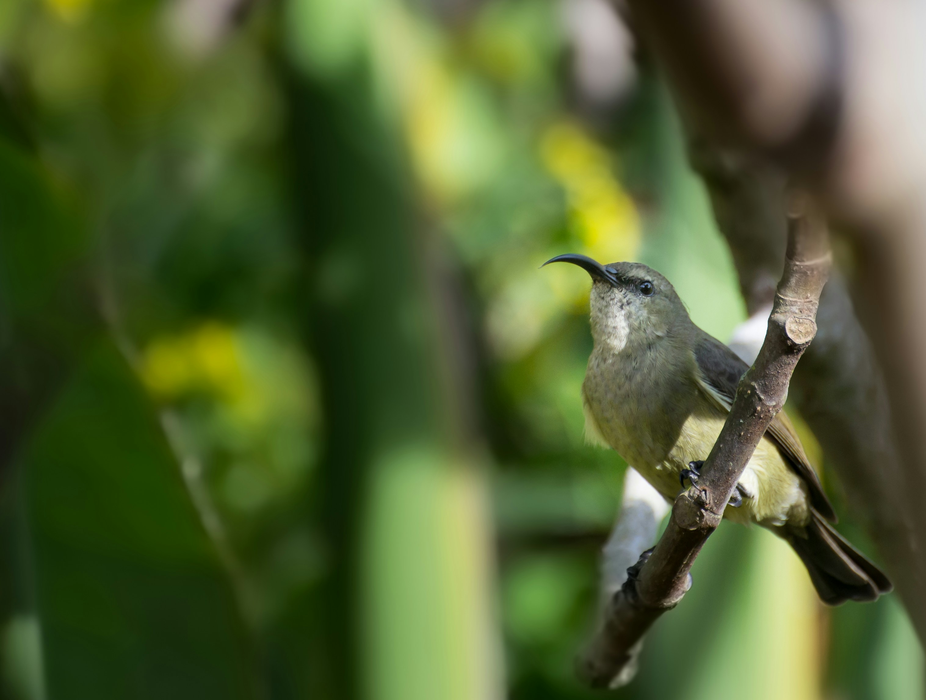 a small bird perched on a tree branch